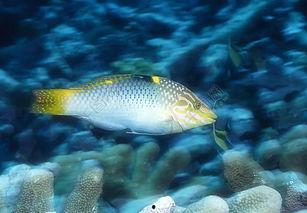 海洋鱼类视频爆料,揭秘海洋鱼类神秘生活  第1张 海洋鱼类视频爆料,揭秘海洋鱼类神秘生活  第1张