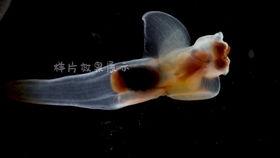 海洋鱼类视频爆料,揭秘海洋鱼类神秘生活  第3张 海洋鱼类视频爆料,揭秘海洋鱼类神秘生活  第3张