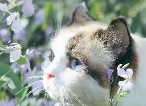 网红猫吃贝贝瓜图片高清,高清镜头捕捉贝贝瓜美味瞬间  第2张 网红猫吃贝贝瓜图片高清,高清镜头捕捉贝贝瓜美味瞬间  第2张